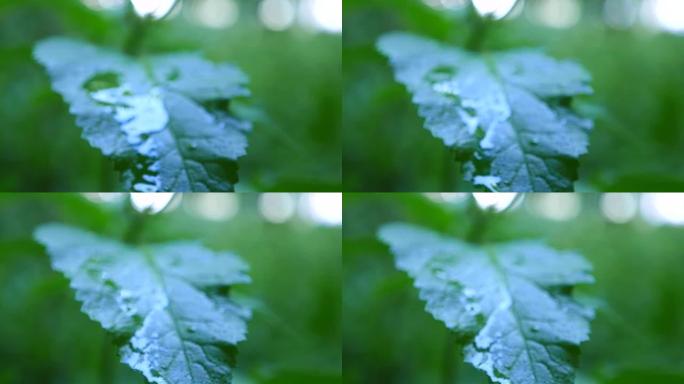 一滴雨从绿色的床单上流下来