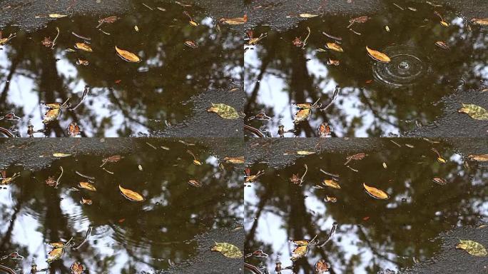 水坑和沥青上的黄色落叶。用手拍摄的视频