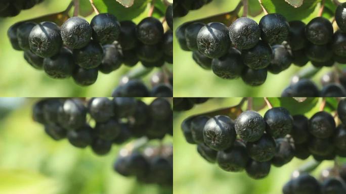 黑乔克莓 (Aronia melanocarpa)