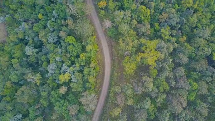 鸟瞰图飞过沥青两车道的森林道路，两边长着茂密的树林。