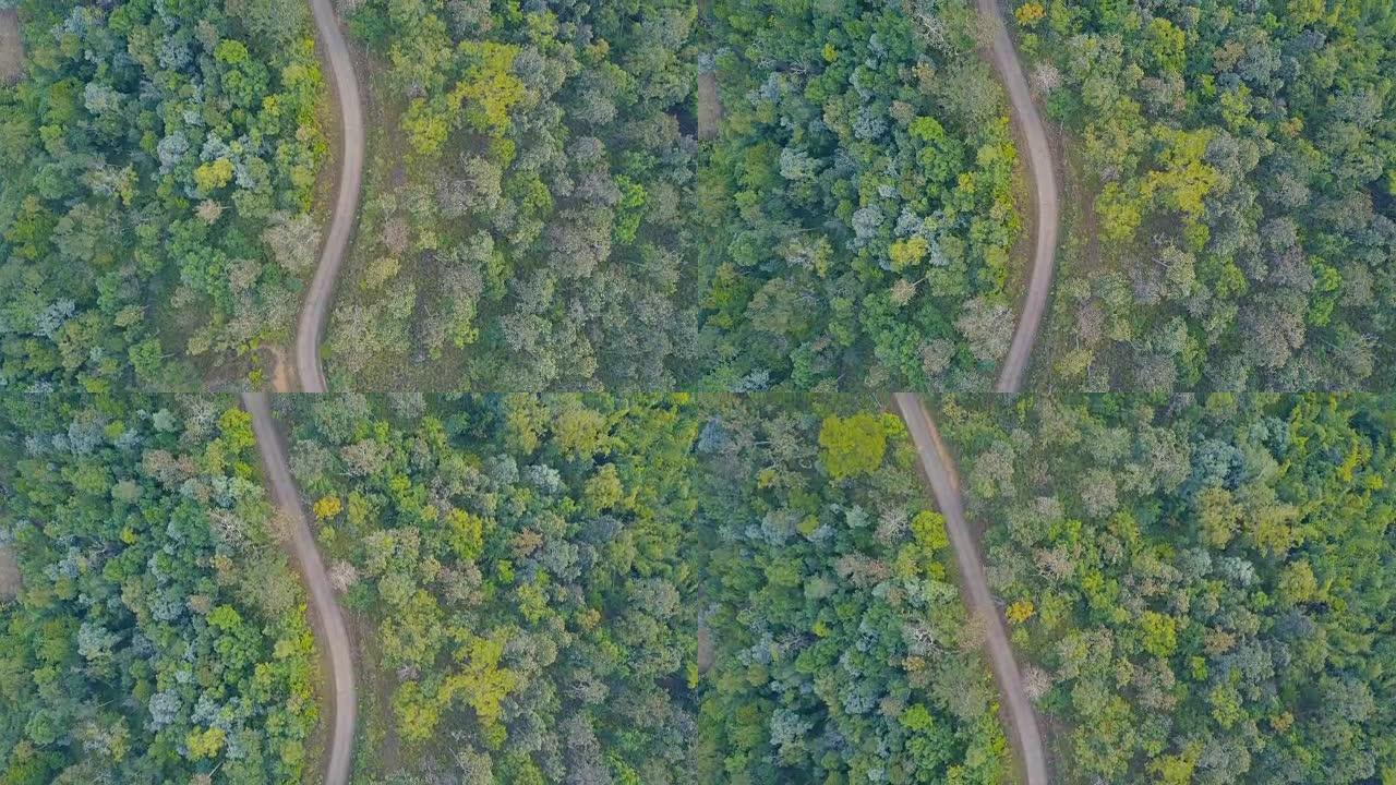 鸟瞰图飞过沥青两车道的森林道路，两边长着茂密的树林。