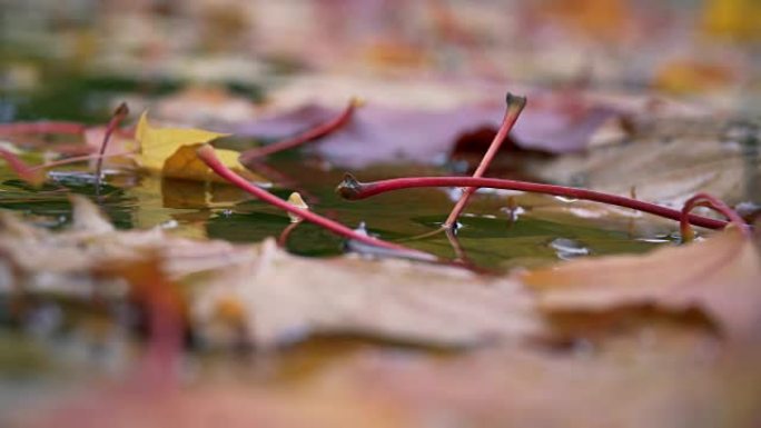秋天: 红色，黄色和绿色的叶子躺在水坑中