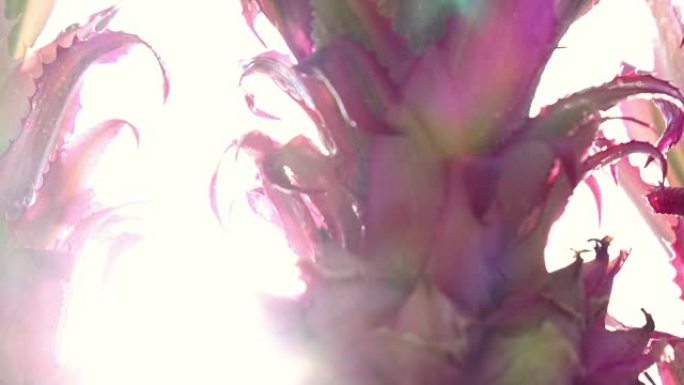 垂直全景拍摄装饰菠萝在白色背景下，彩色太阳光束和镜头在慢动作中耀斑。