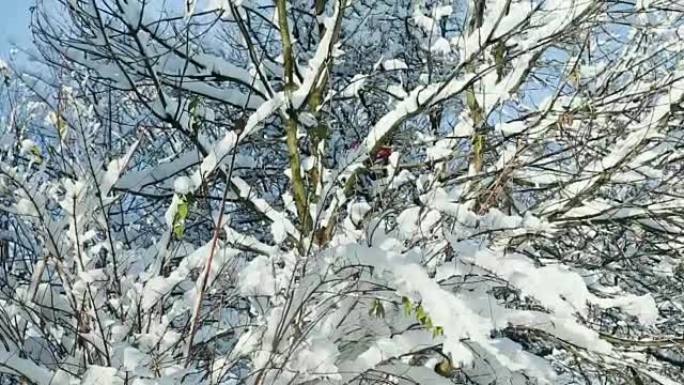 覆盖着白雪的特写树顶