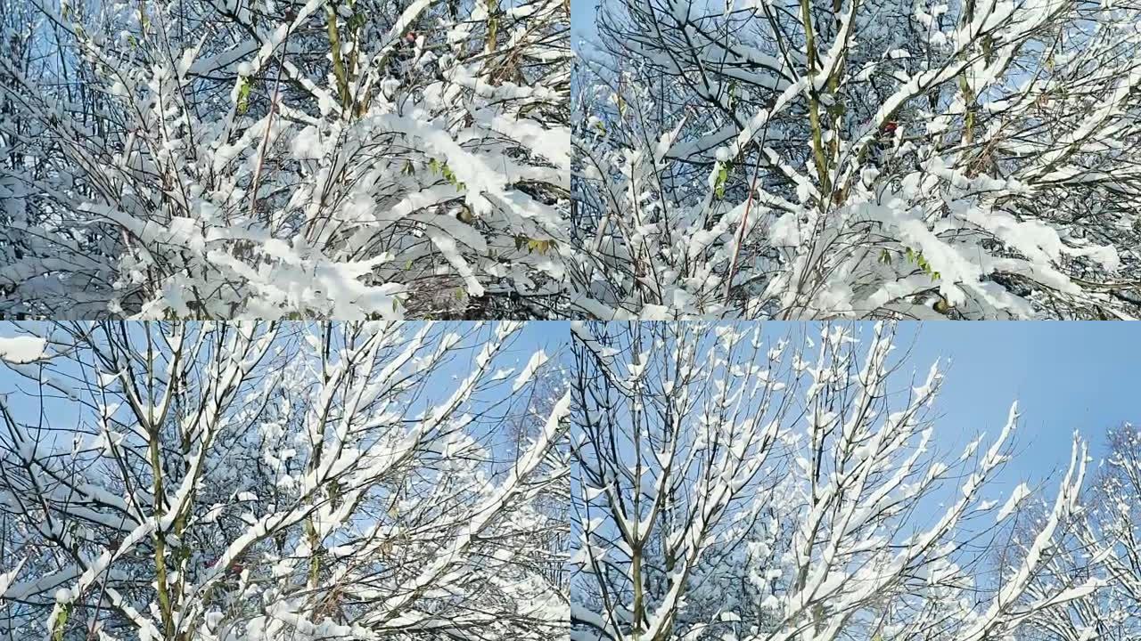 覆盖着白雪的特写树顶