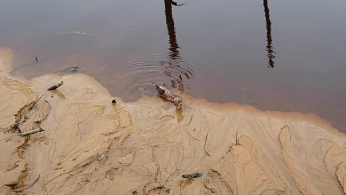 一只成年螃蟹在泥泞的河岸表面向水面爬行。