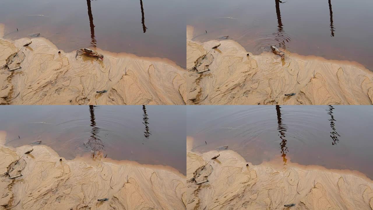 一只成年螃蟹在泥泞的河岸表面向水面爬行。