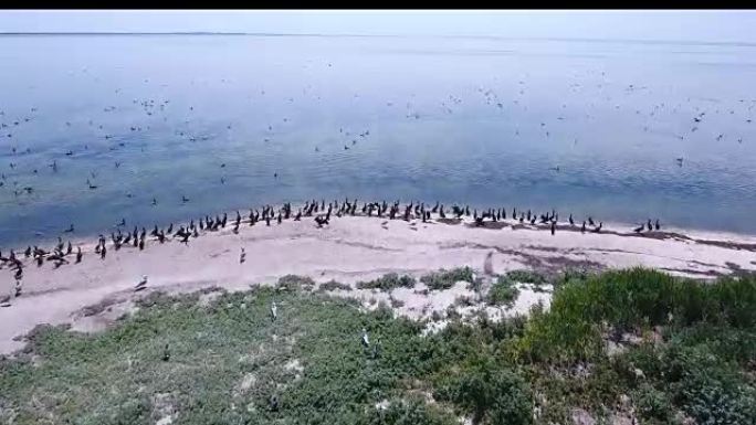 Dzharylhach岛海岸的海鸥和hat的空中射击