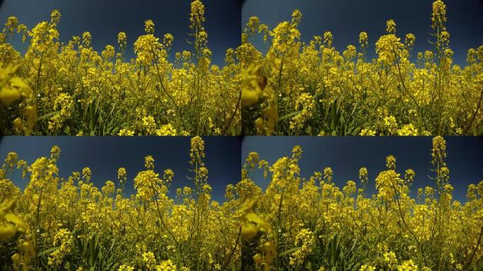 黄色的油菜花和蓝天，风摇草和蜜蜂收集花粉，一幅宁静的图画