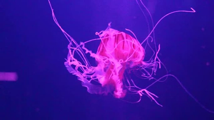 水母北海荨麻 (Chrysaora melanaster) 日本海荨麻粉红色灯在水下游泳活着