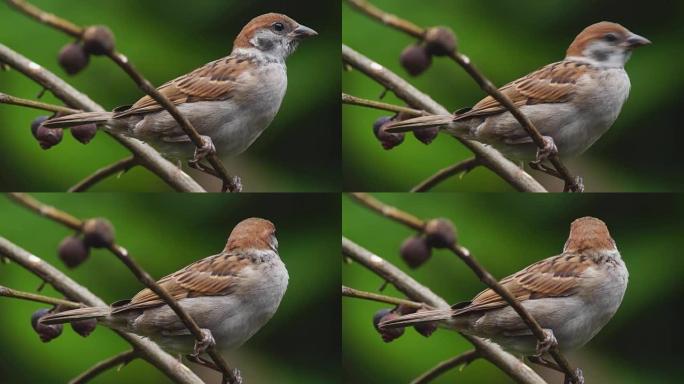 菲律宾玛雅人或欧亚树麻雀或通过人montanus perch on twig