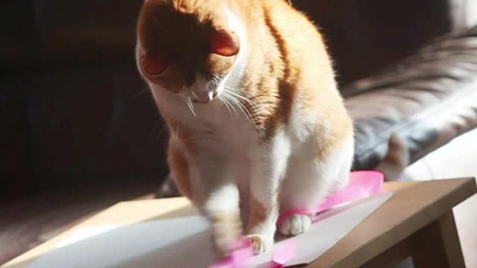 猫玩粉红丝带