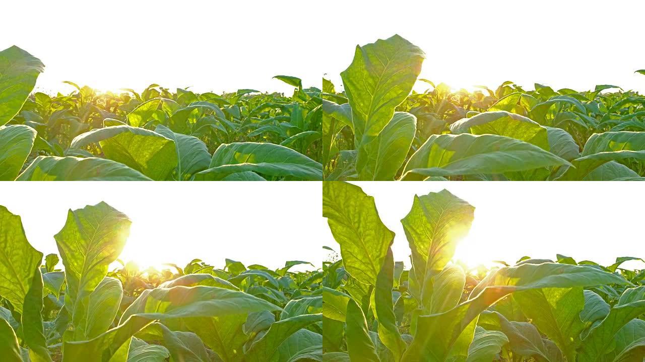 日落中的烟草农田