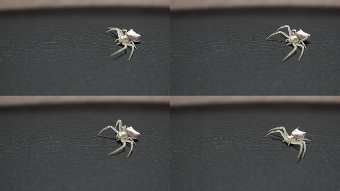 白蟹蜘蛛