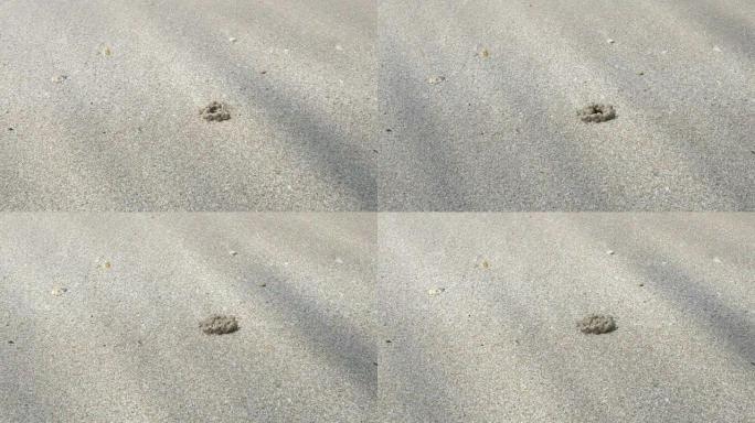 小螃蟹在沙子上挖洞，并进入波浪破坏的洞中