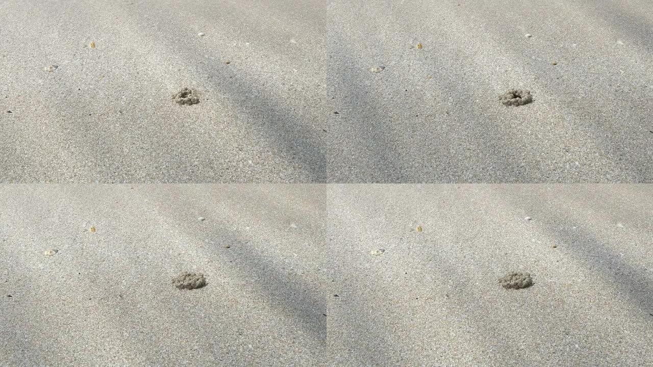 小螃蟹在沙子上挖洞，并进入波浪破坏的洞中