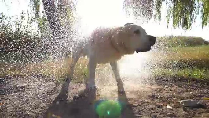 湿狗从大自然湖附近的皮毛上甩掉水。金毛猎犬或拉布拉多犬在池塘里游泳后。背景阳光普照。慢动作特写