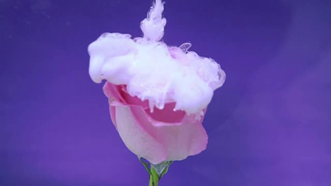 玫瑰花和白色墨云在水中