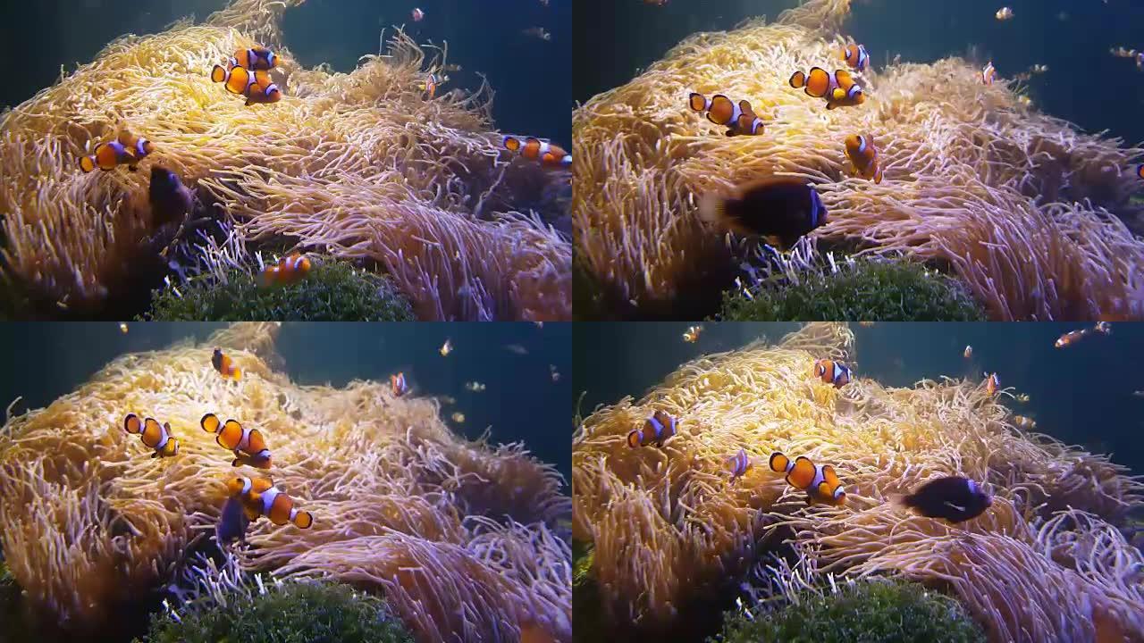 4K.尼莫小丑鱼在五颜六色的健康珊瑚礁上的海葵中游泳。海葵尼莫组在水下游泳。