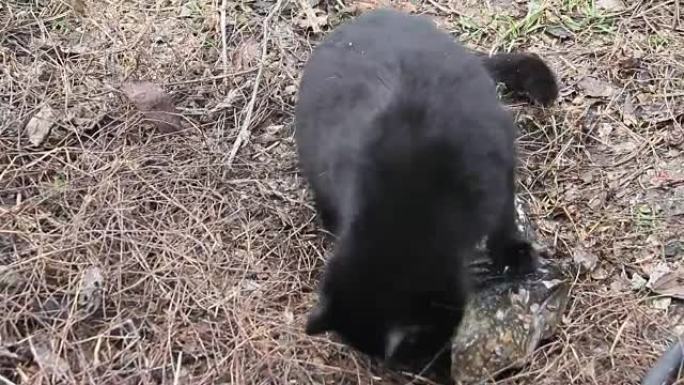 黑猫吃鱼