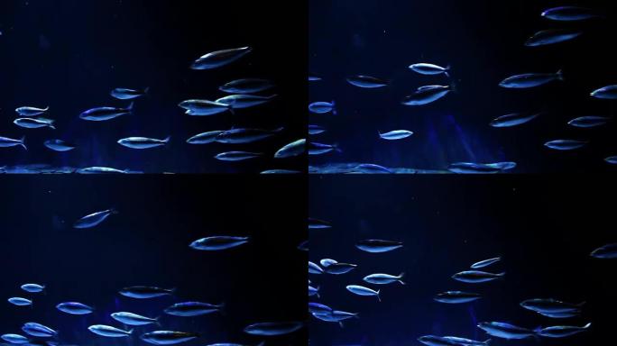 一群海鱼向一个方向快速游动。