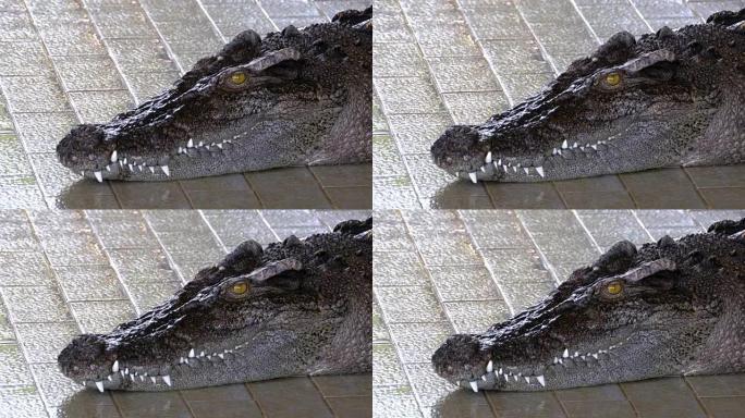鳄鱼躺在动物园的游泳池里。泰国