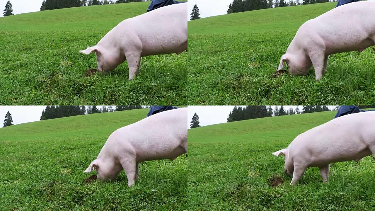 粉红猪在奥地利山区的绿色草地上行走并吃根