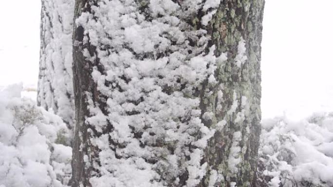 江原道江陵市松树树林上的积雪