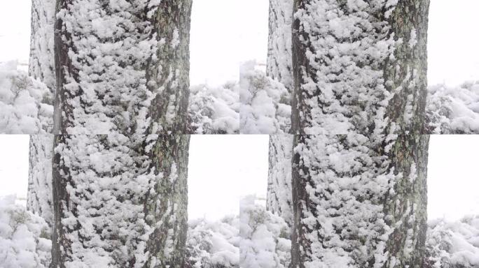 江原道江陵市松树树林上的积雪