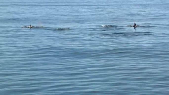 一群逆戟鲸在海岸外游泳的手持镜头