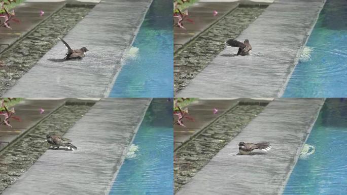 一只黑色的鸟(彩扇尾鹟，爪哇Rhipidura javanica)栖息在水池中，慢镜头