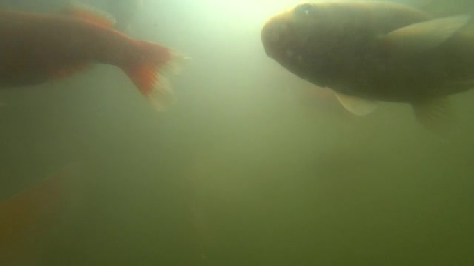 野生鲤鱼在水下游泳