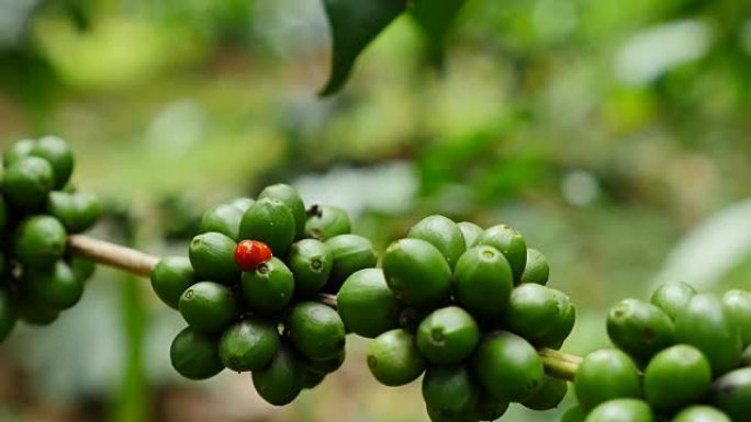 泰国北部咖啡豆咖啡种植园上的虫子。