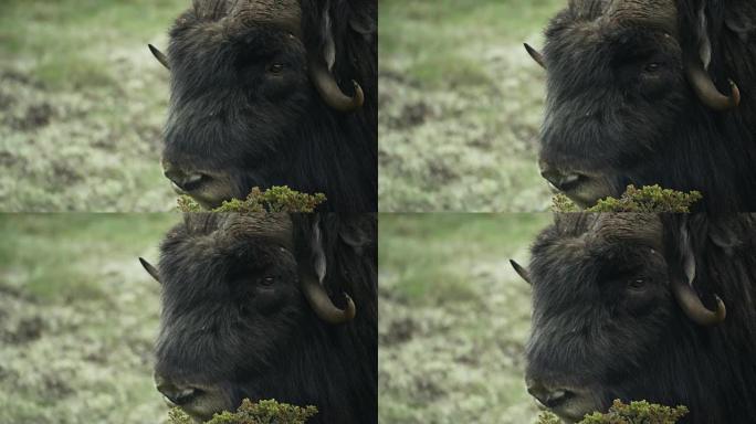 在挪威Dovrefjell拍摄了麝牛。
