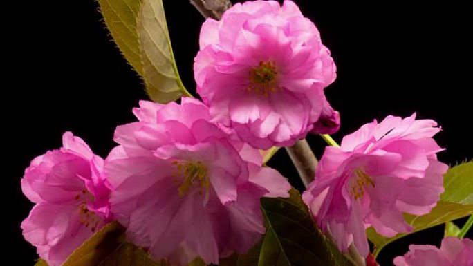 Pink Sakura Tree Flowers.