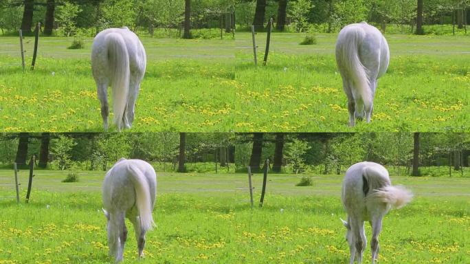 尾巴摆动的白马的背部