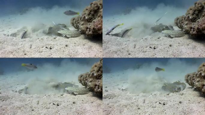 有趣的鱼观看埋在海沙中的蓝底黄貂鱼。
