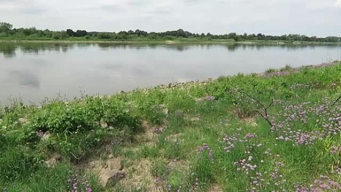 易北河上的细香葱草地开花。大黄蜂飞来飞去。(德国)