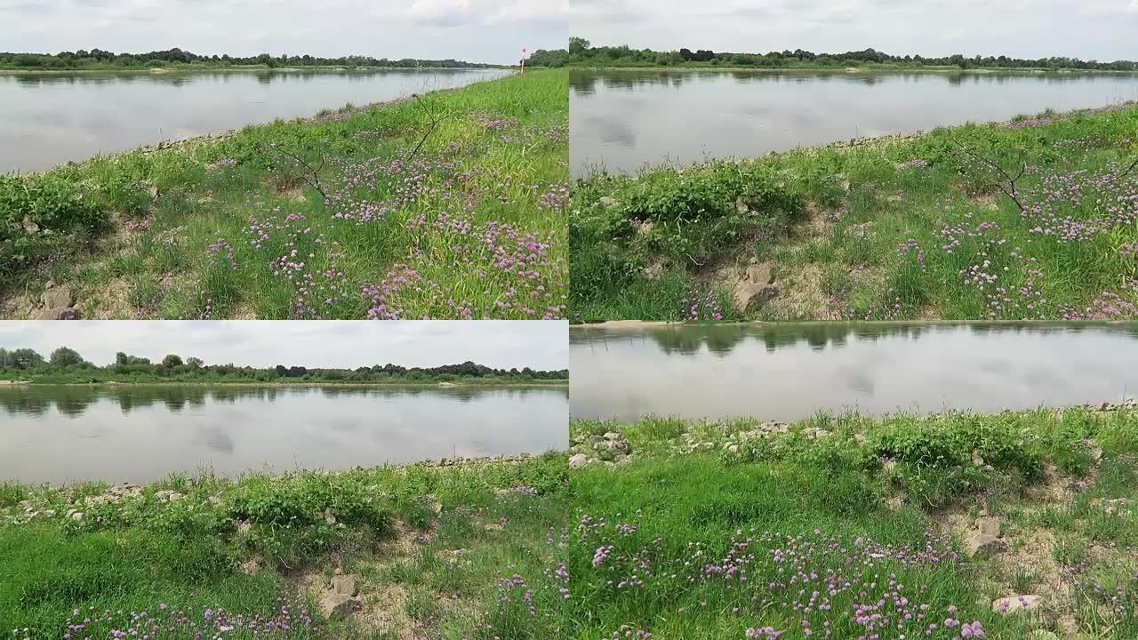 易北河上的细香葱草地开花。大黄蜂飞来飞去。(德国)