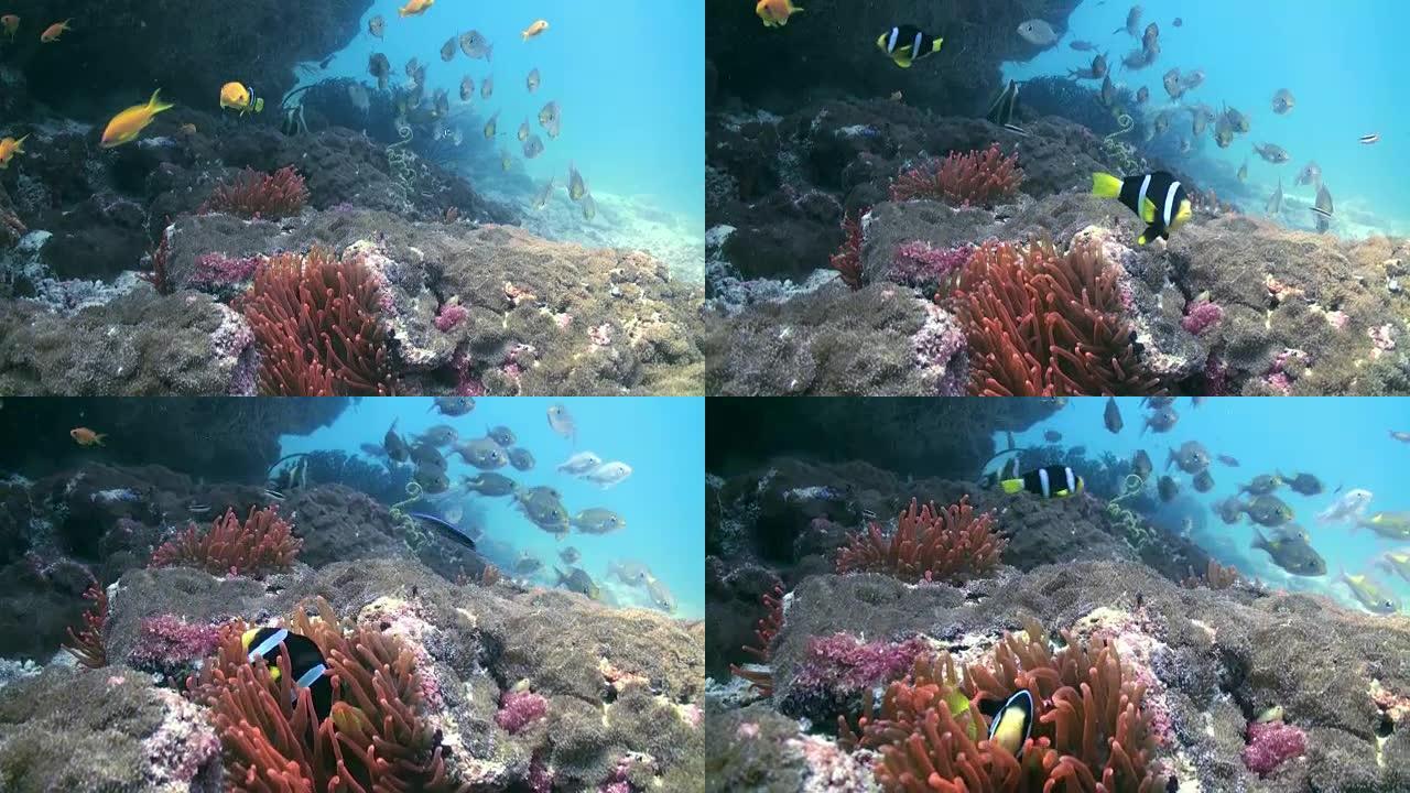 海底的红海葵和小丑鱼。