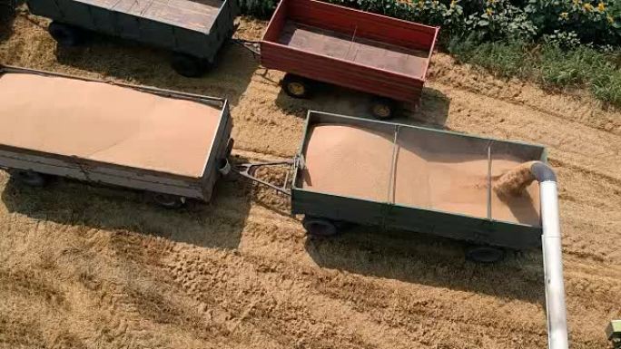 联合收割机将小麦谷物倒入拖拉机拖车的鸟瞰图