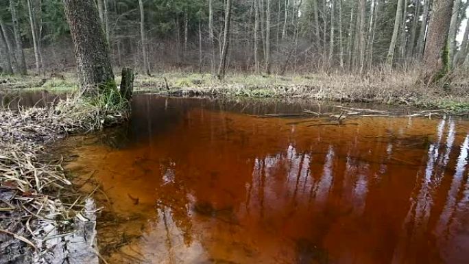 森林里的河水流动。池塘的湿地