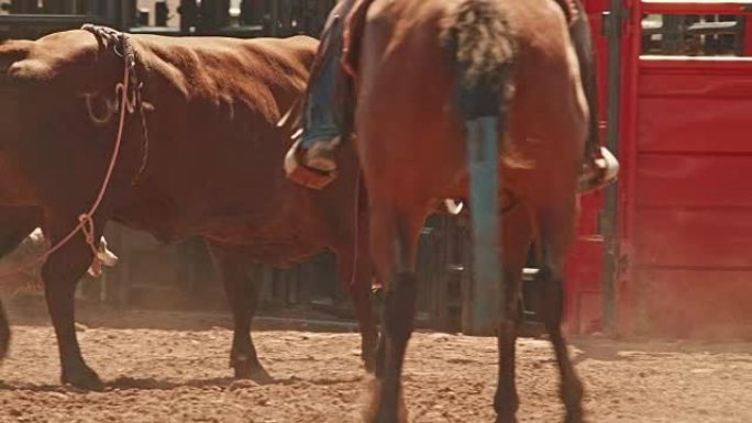 犹他州牛仔竞技表演中的公牛