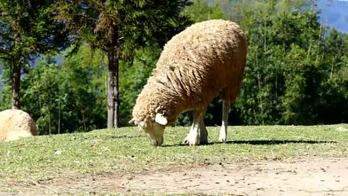 Sheep chewing grass on a meadow.