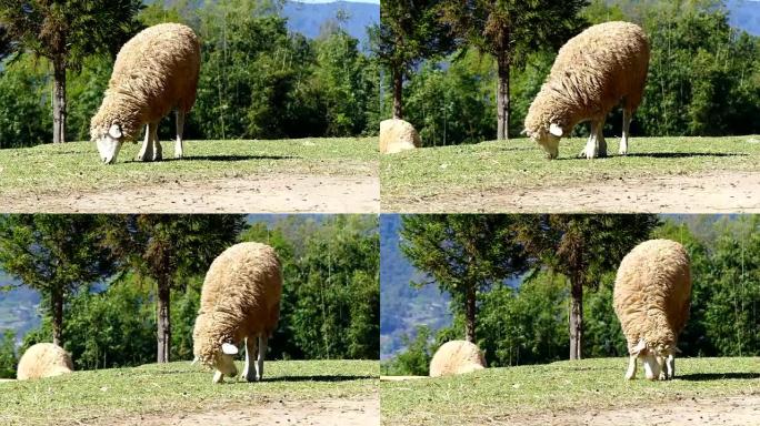 Sheep chewing grass on a meadow.