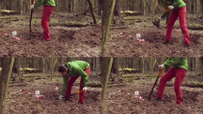 女生态学家在森林里挖土缝