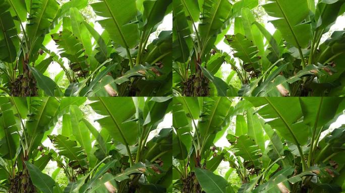 大自然绿色香蕉树树叶在风中摇摆