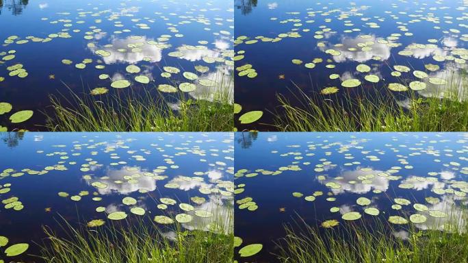 树叶百合花漂浮在反射天空和云4K的湖面上