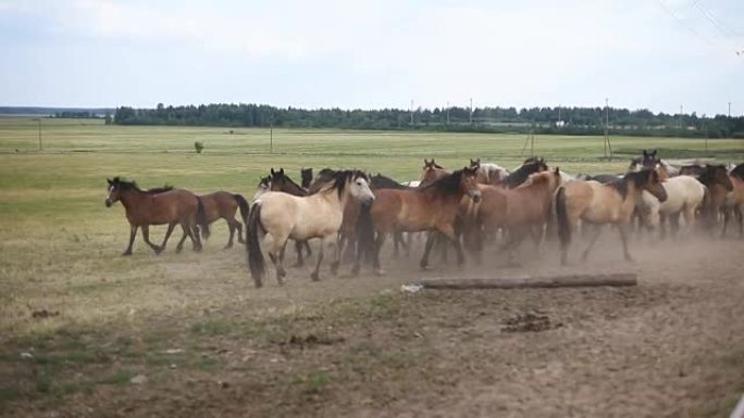 牧场上的一群马
