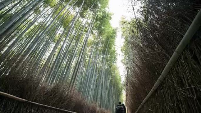 4k延时: 人们在日本京都岚山的竹林散步。向下倾斜射击